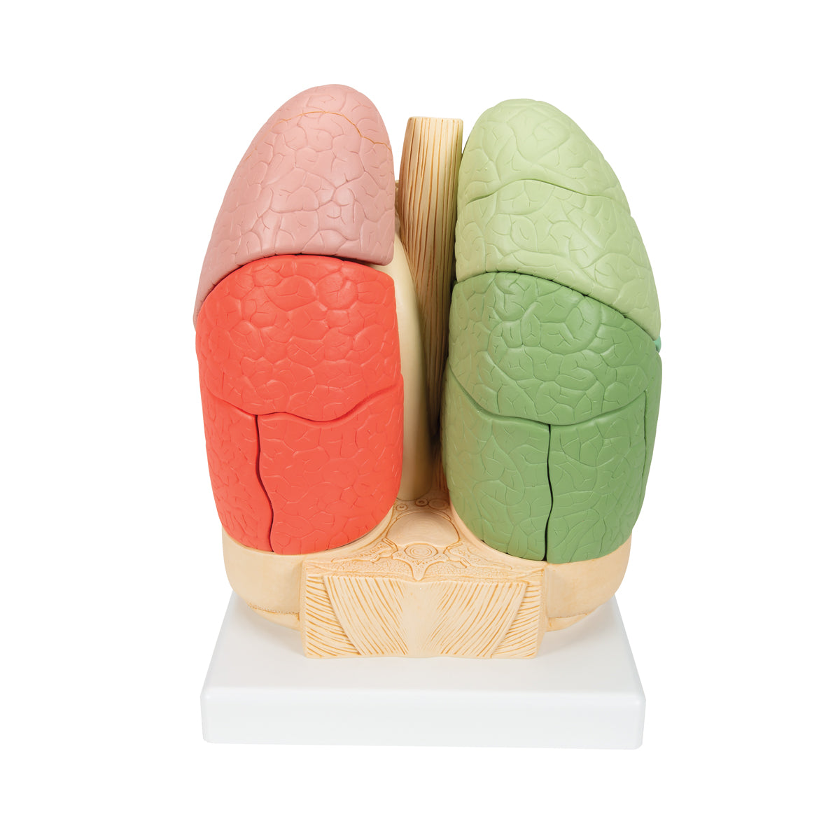 Educational lungs with heart, 19 parts