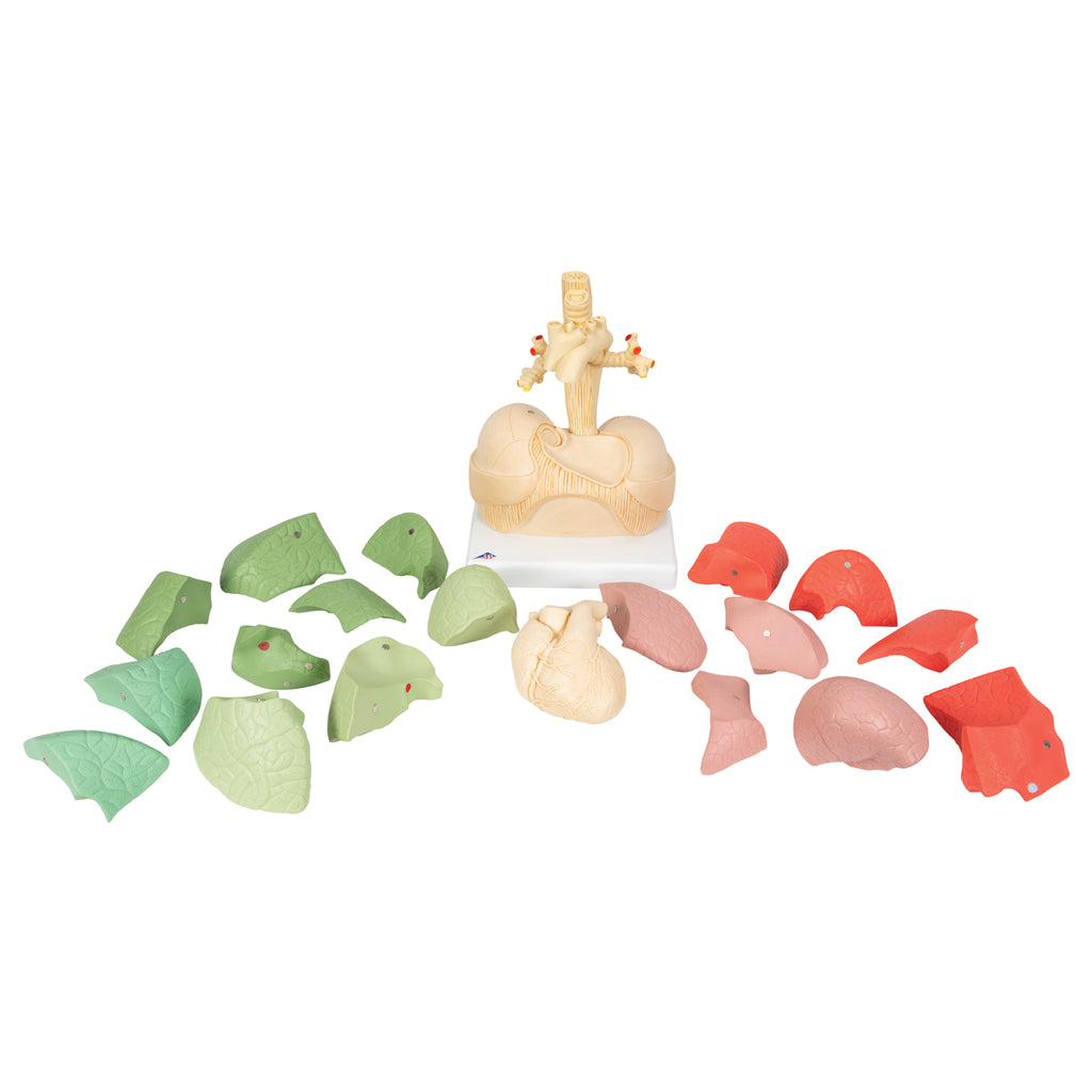 Educational lungs with heart, 19 parts