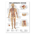 The lymphatic system, anatomy poster, English