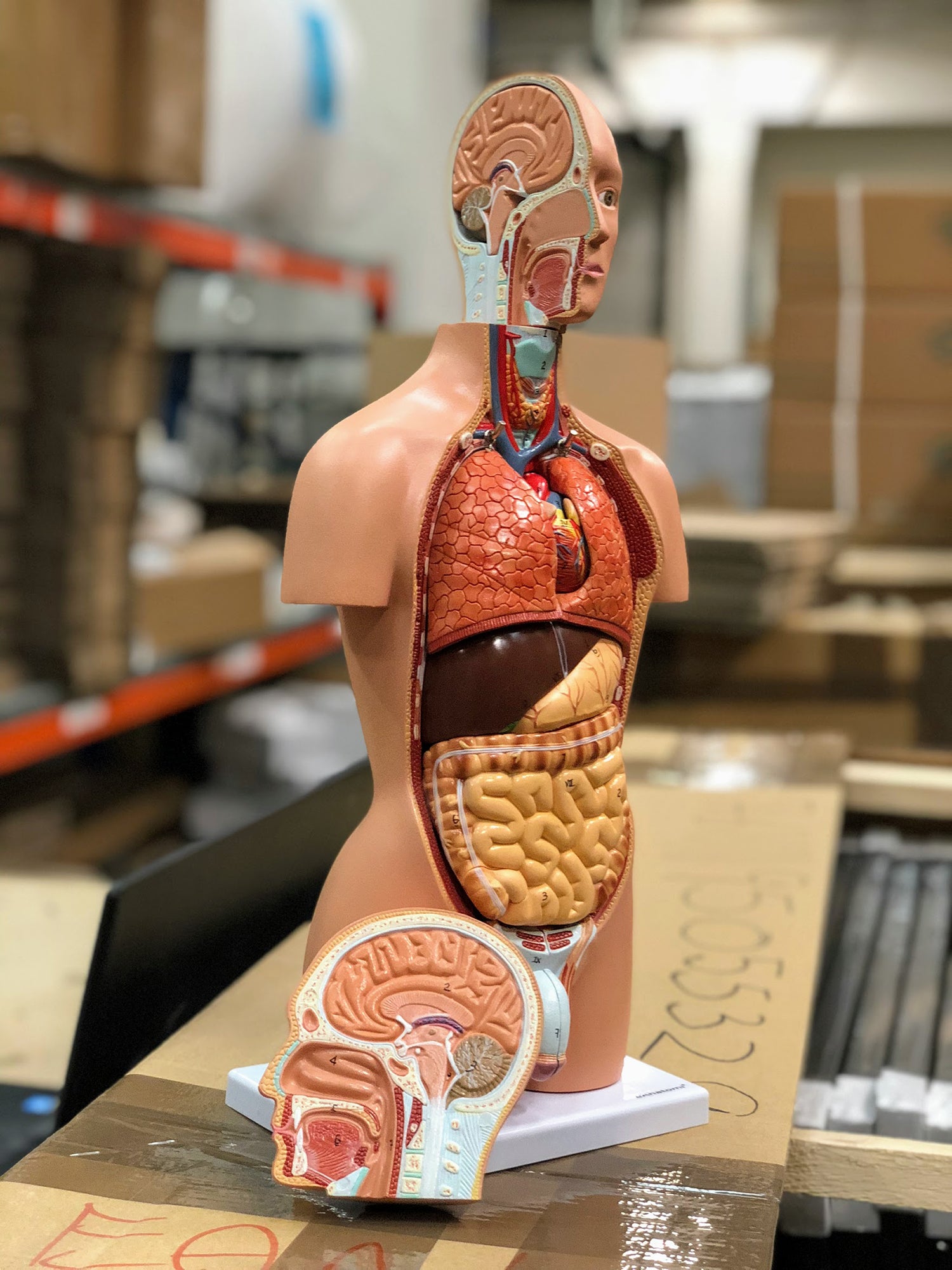 Torso, begge køn, 15 dele, 40 cm - eAnatomi