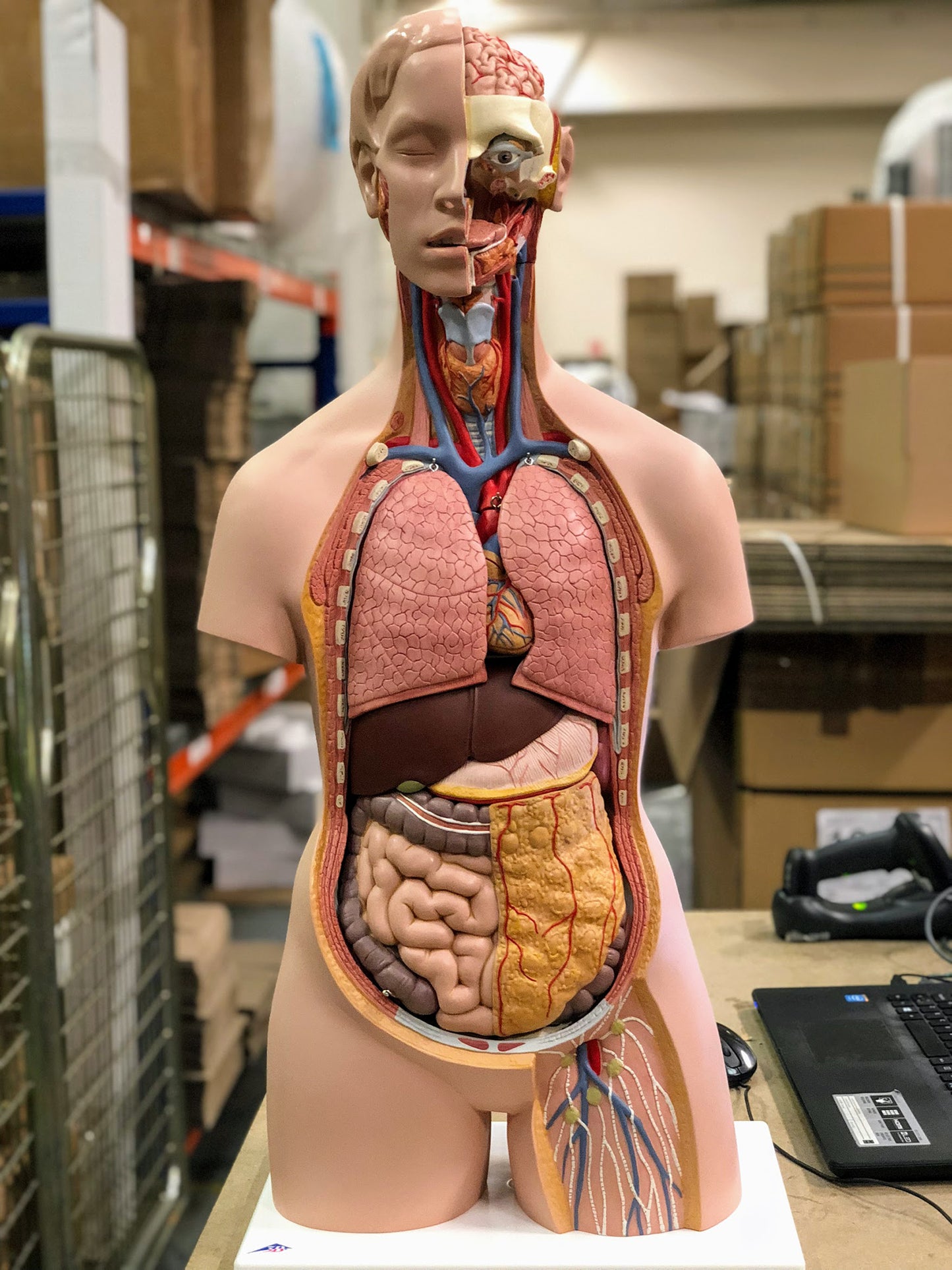 Highly detailed torso with 17 removable parts, highly detailed brain, open back and genderless