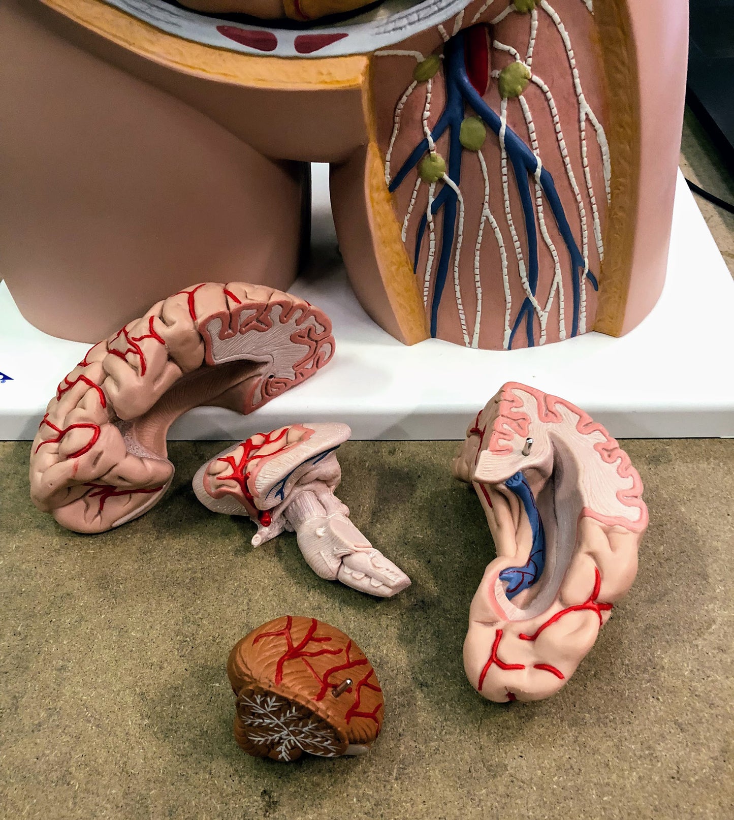 Highly detailed torso with 17 removable parts, highly detailed brain, open back and genderless