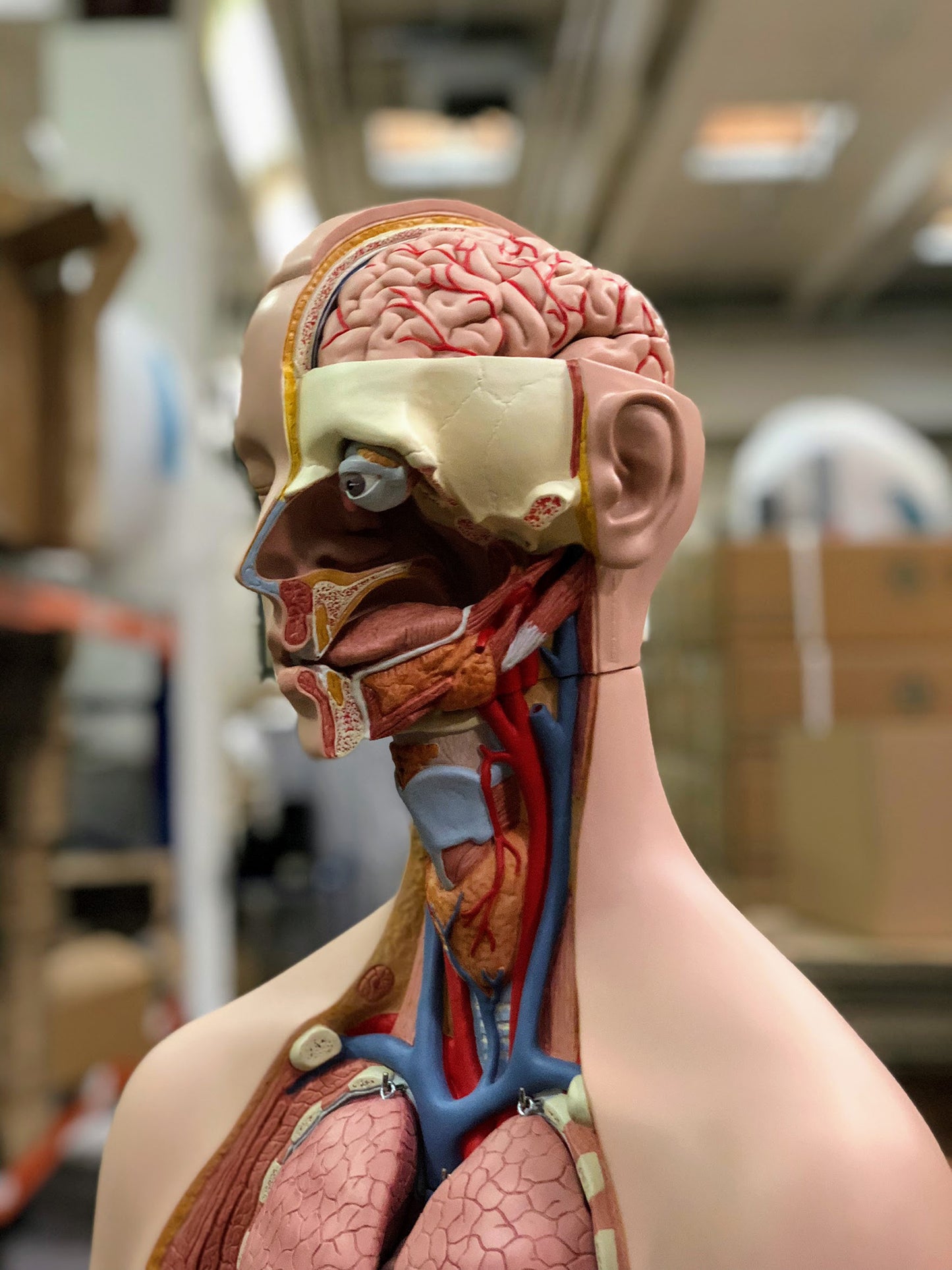 Highly detailed torso with 17 removable parts, highly detailed brain, open back and genderless