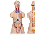 Torso, begge køn m. åben ryg, 27 dele, 87 cm - eAnatomi