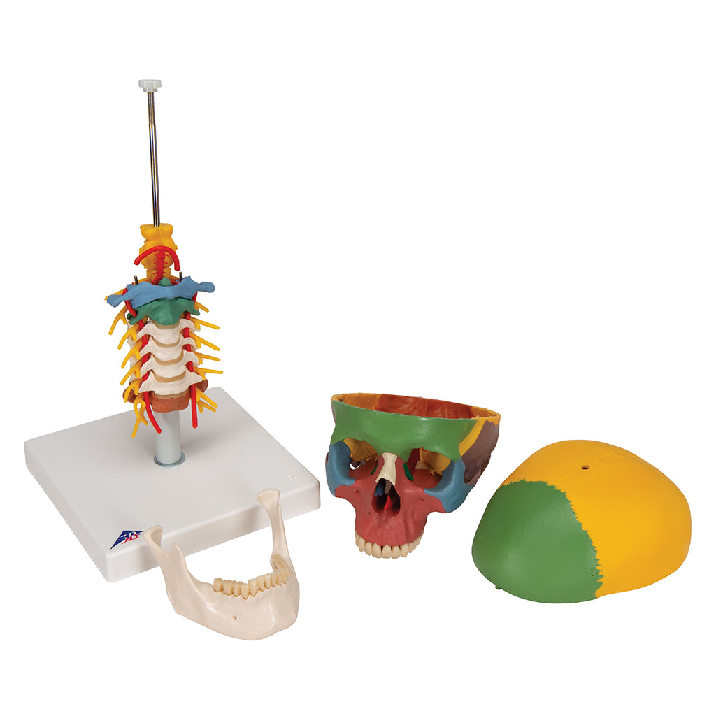 Pædagogisk kranie m. halshvirvler