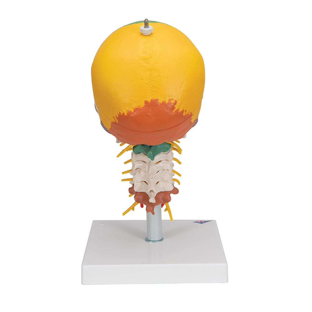 Pædagogisk kranie m. halshvirvler