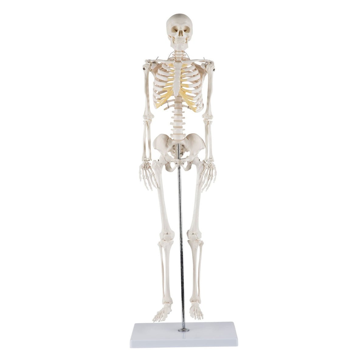 Lille skelet, 85 cm - eAnatomi