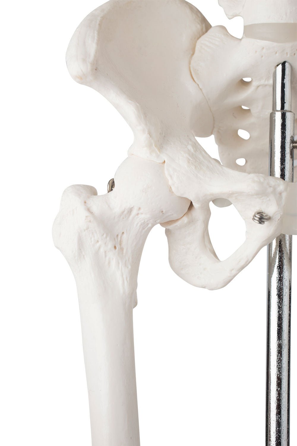 Lille skelet, 85 cm - eAnatomi
