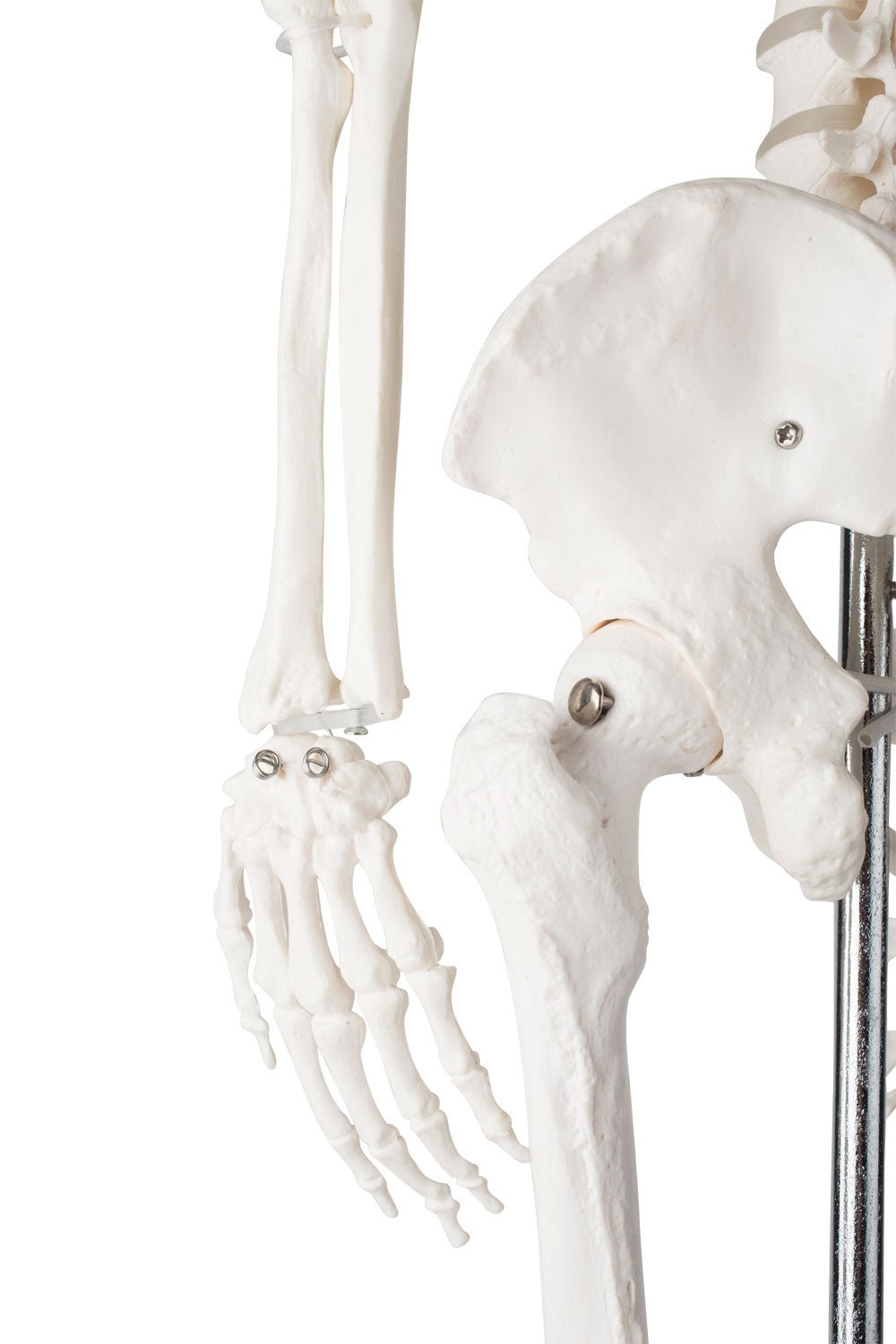 Lille skelet, 85 cm - eAnatomi