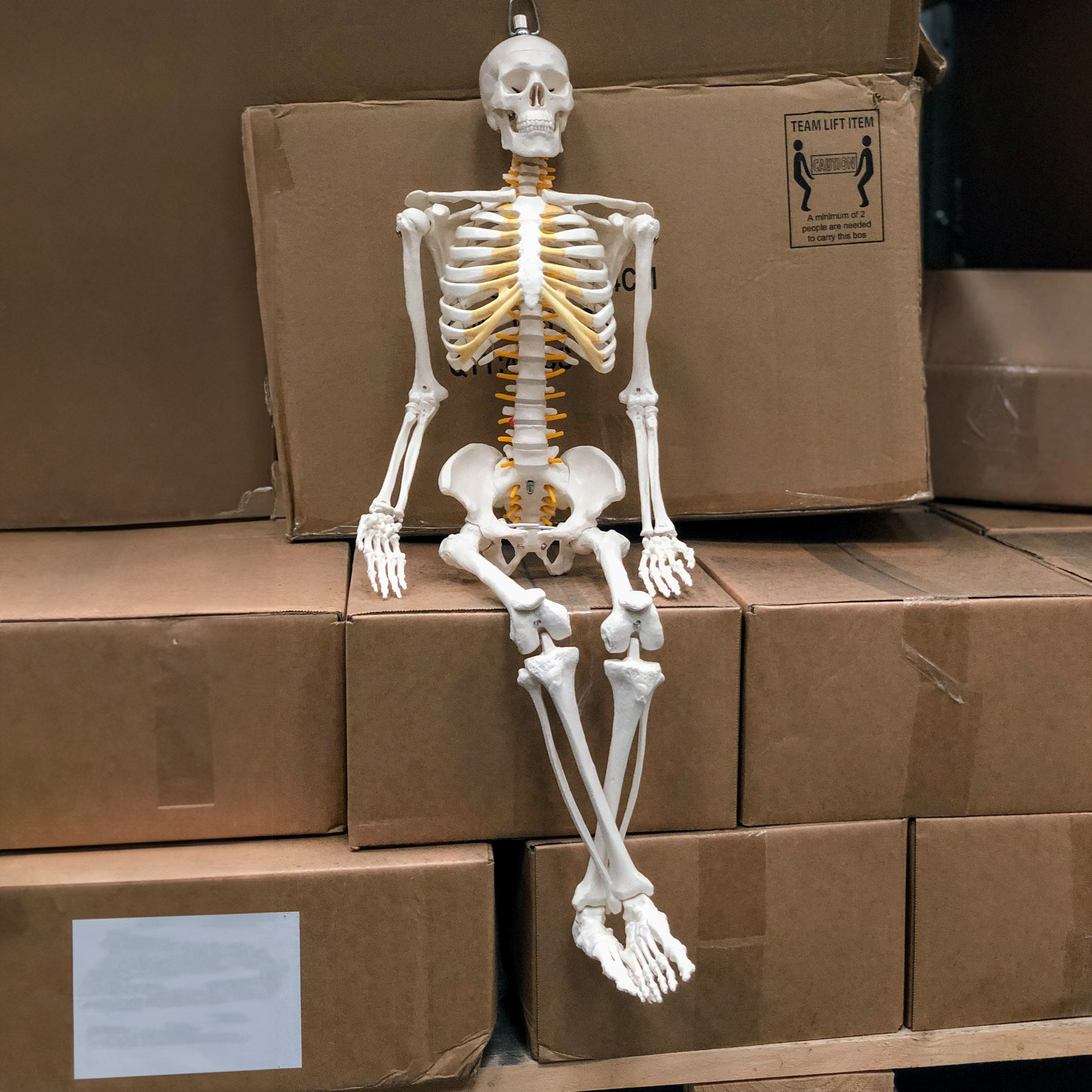 Mini skeleton with flexible joints and nerves on a hanging stand in ...