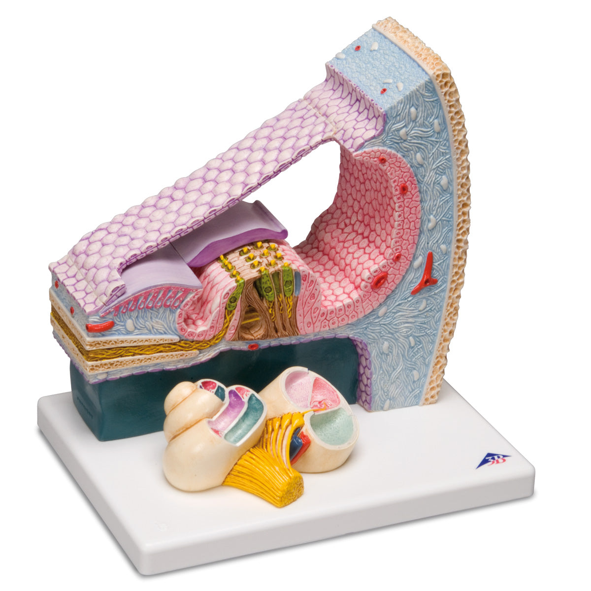 Detailed ear model which also shows the entire cochlea In eAnatomi.dk