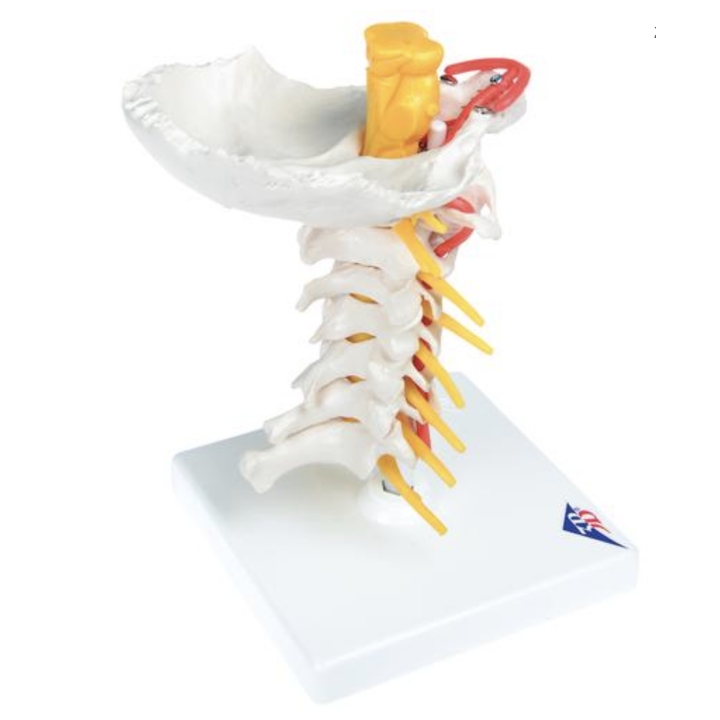 The cervical spine with brainstem, vessels and nerves