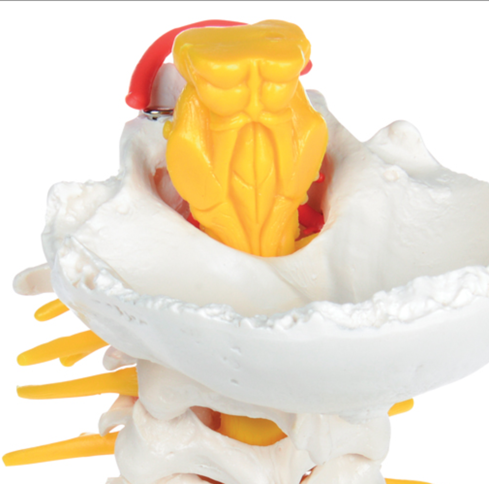 The cervical spine with brainstem, vessels and nerves