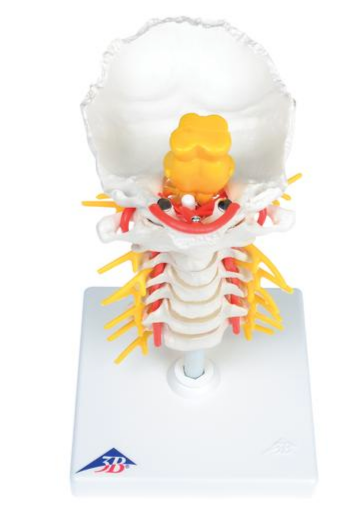 Halshvirvelsøjlen m. hjernestamme, kar og nerver