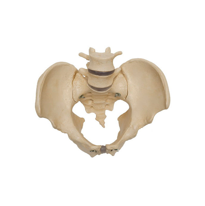 Pelvic model showing bones and joints in the man's pelvis