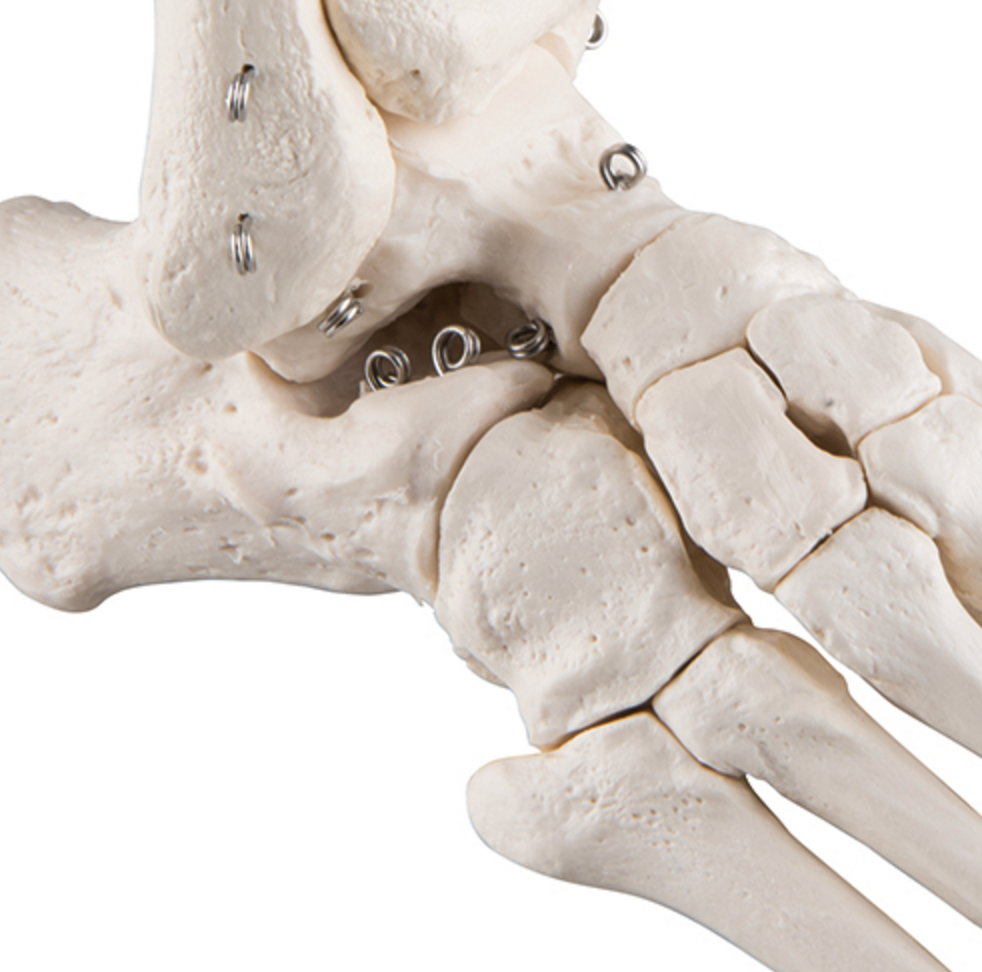 Standard foot skeleton with sesamoid bones