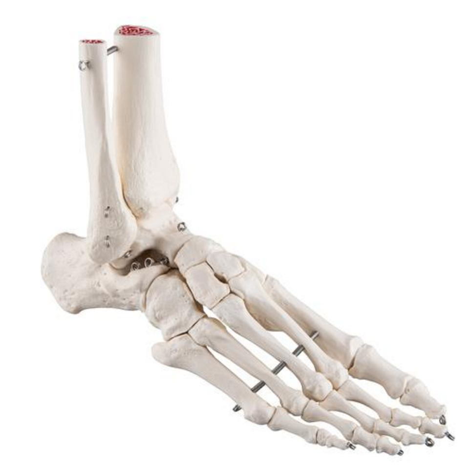 Standard foot skeleton with sesamoid bones