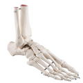 Standard foot skeleton with sesamoid bones