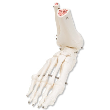 Standard foot skeleton with sesamoid bones