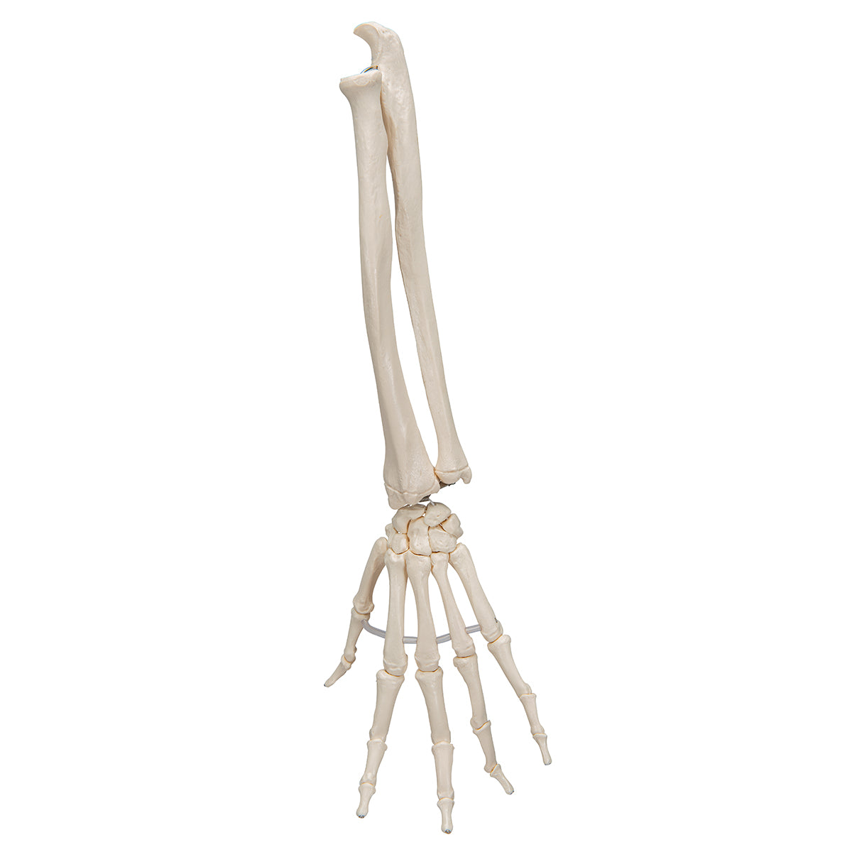 Very flexible hand skeleton with elastic bands