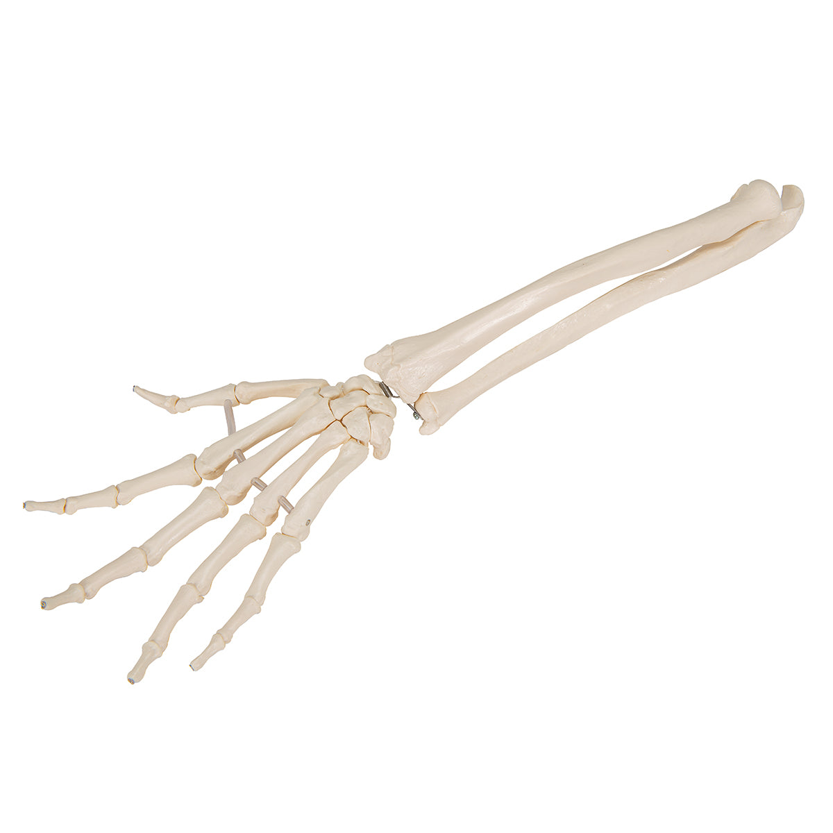 Very flexible hand skeleton with elastic bands