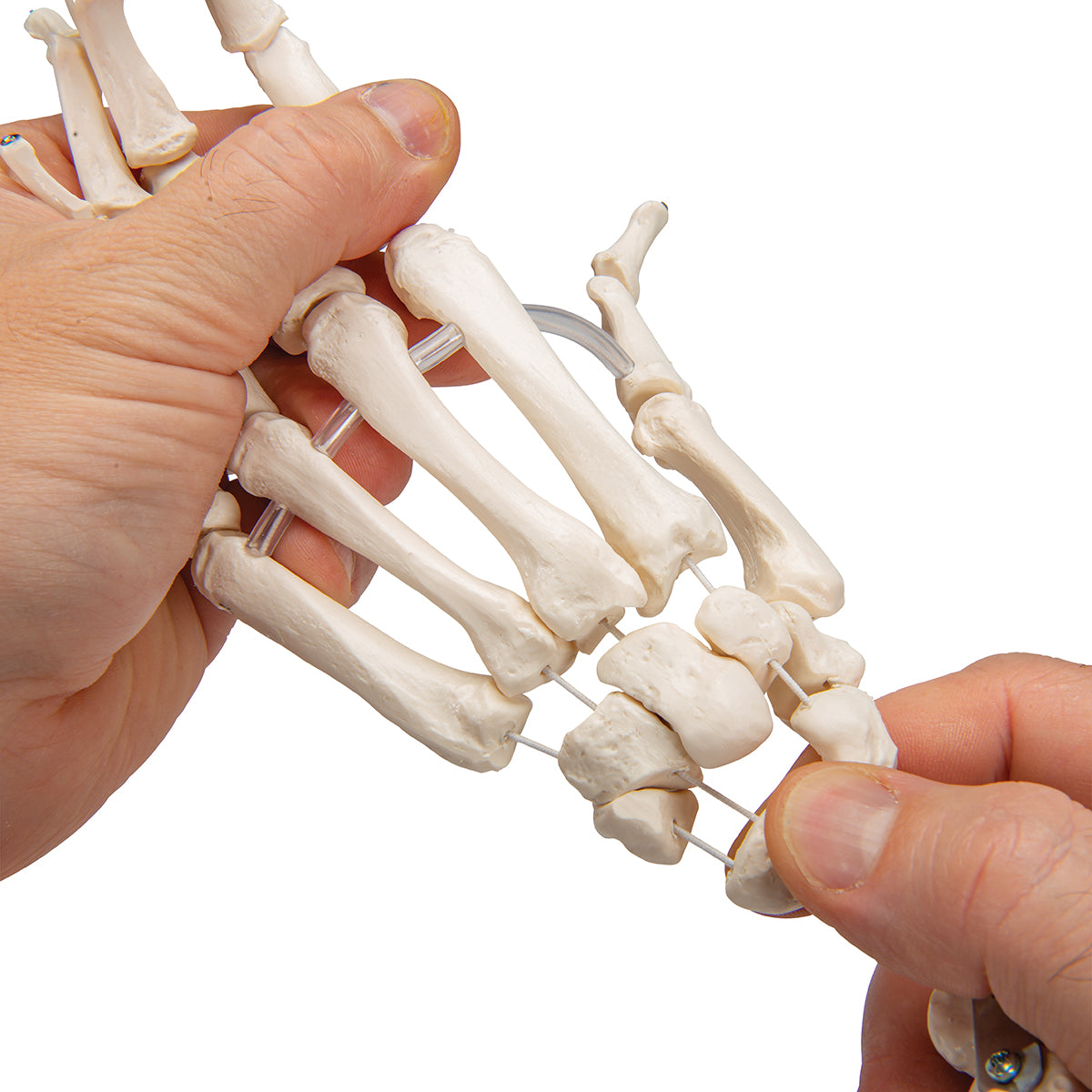 Very flexible hand skeleton with elastic bands