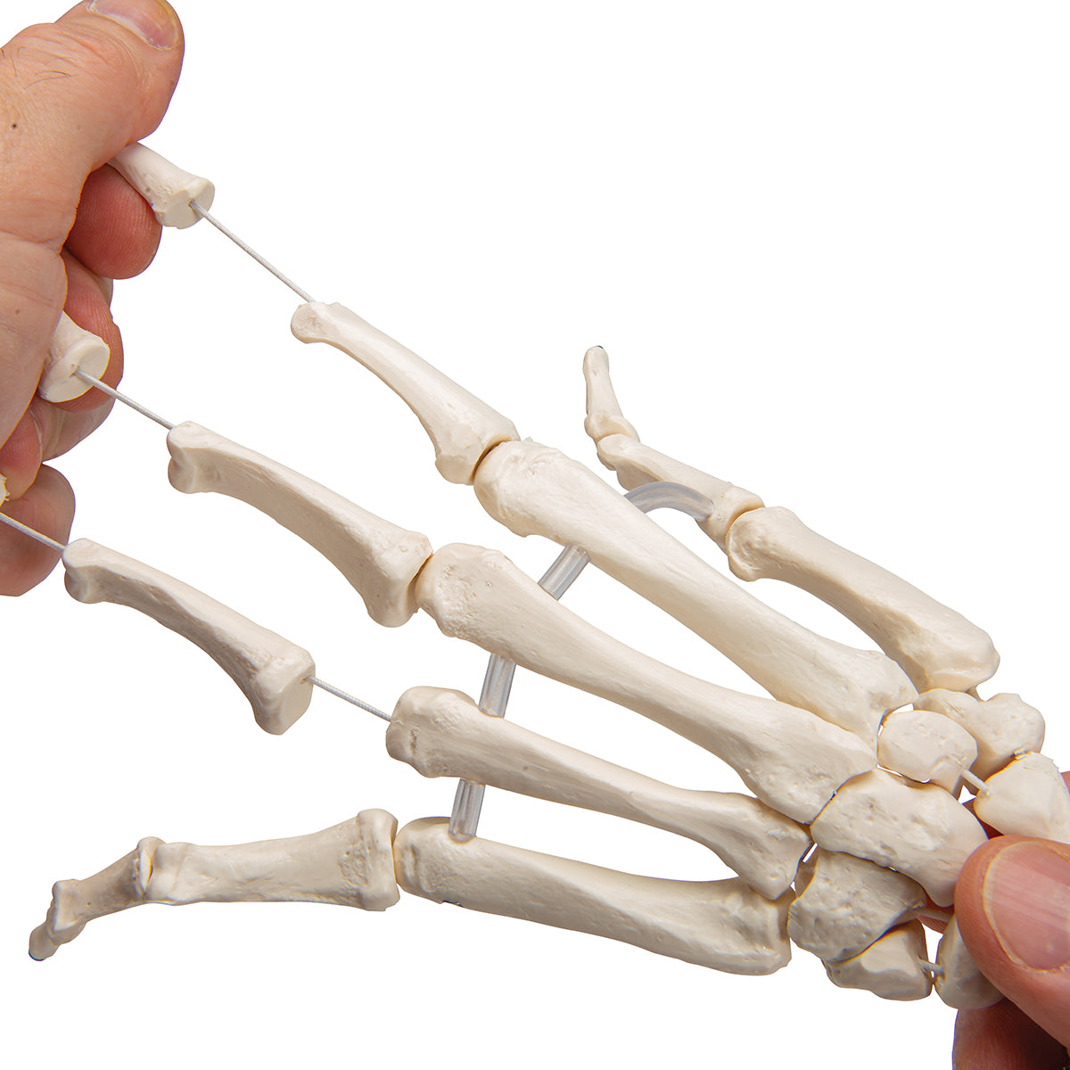 Very flexible hand skeleton with elastic bands