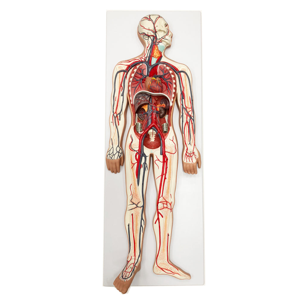Karsystemet i relief, 90 cm - eAnatomi