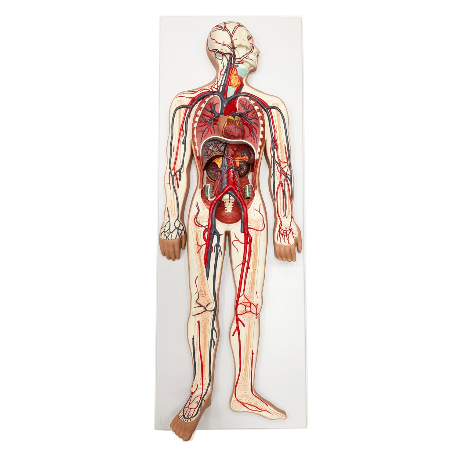 Karsystemet i relief, 90 cm - eAnatomi