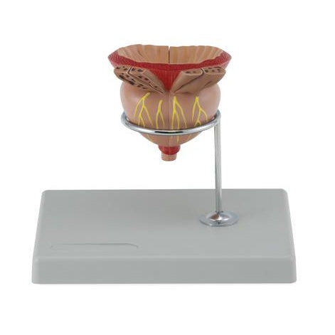 Enlarged model of healthy prostate, 4 parts