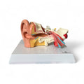 ear model, which is slightly enlarged in 4 parts