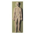 Nervesystemet i relief, 91 cm - eAnatomi