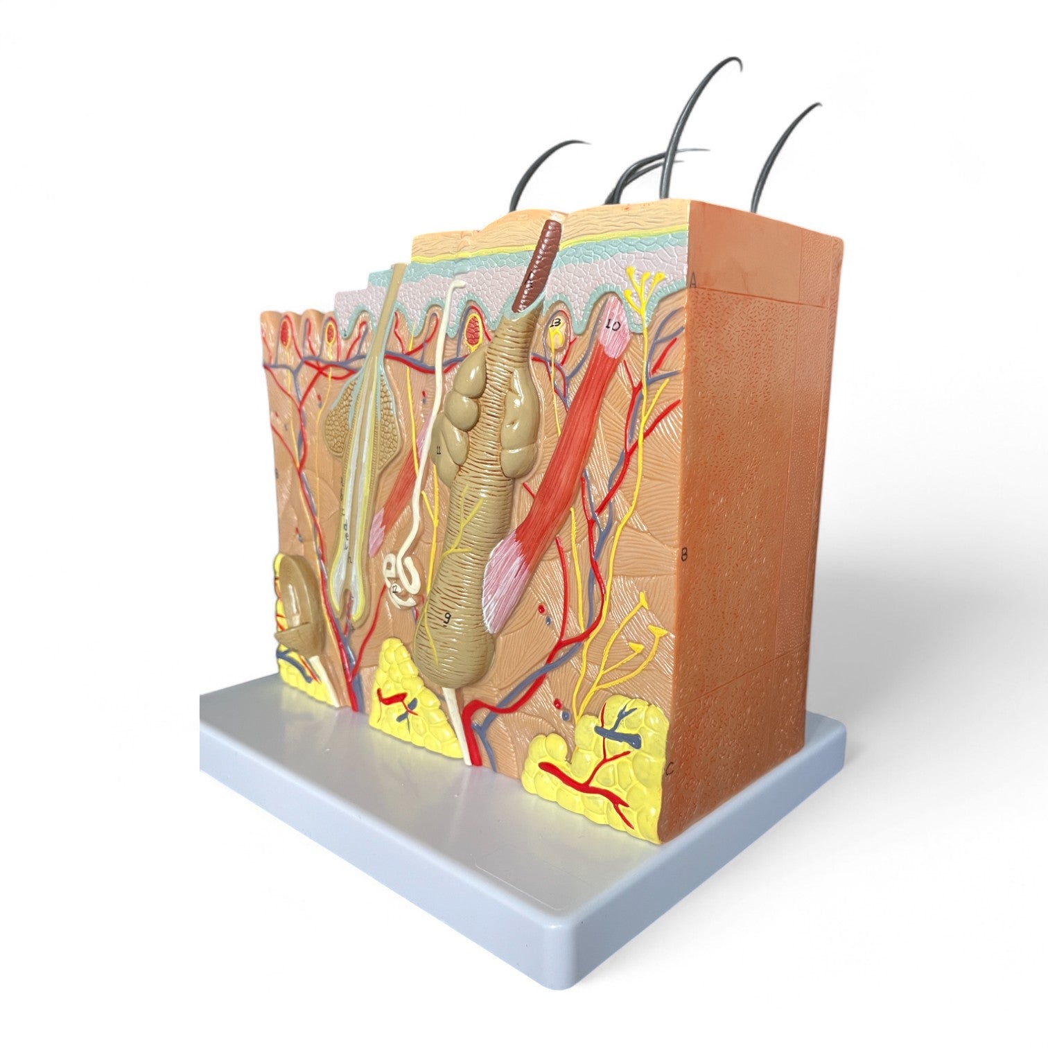Hudens lag, 70x forstørrelse, anatomisk model