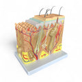 Layers of the skin, 70x magnification, anatomical model