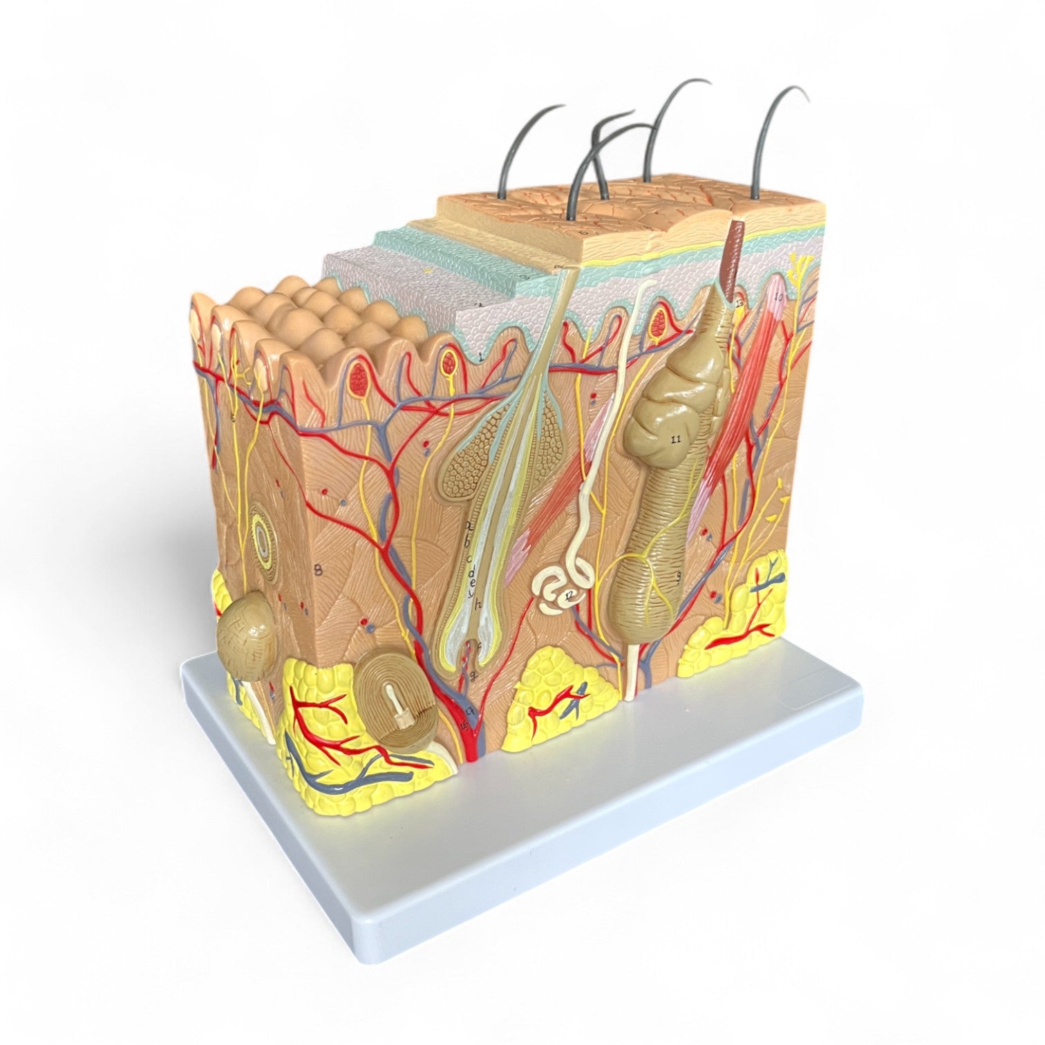 Hudens lag, 70x forstørrelse, anatomisk model