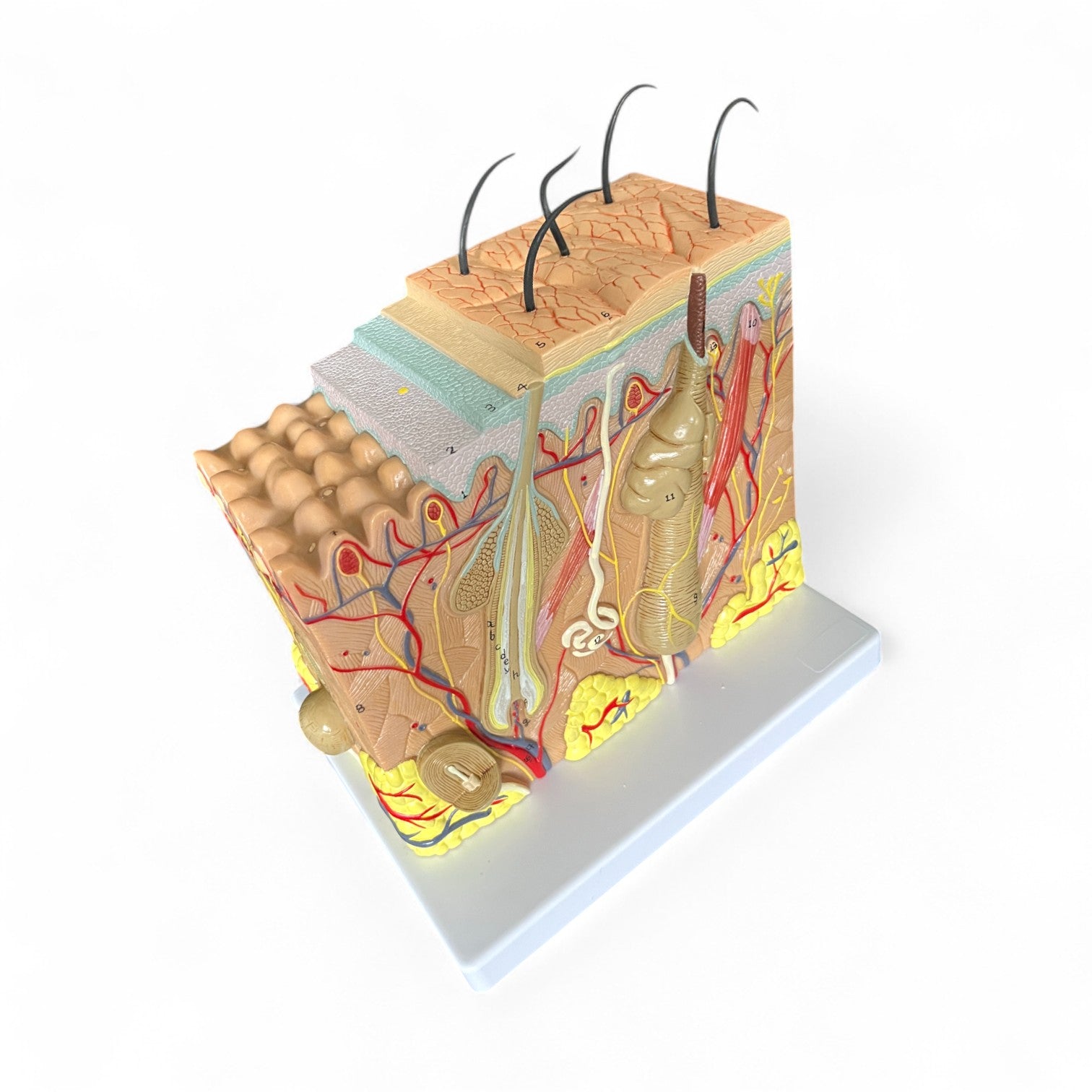 Hudens lag, 70x forstørrelse, anatomisk model