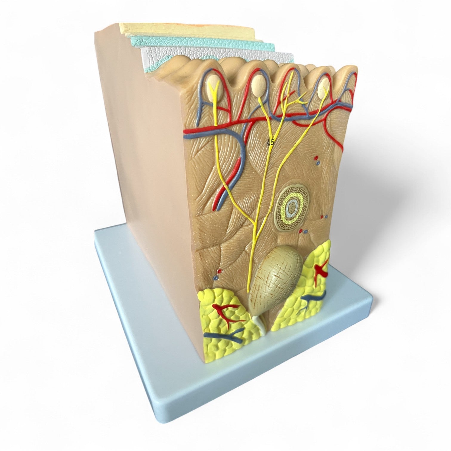 Hudens lag, 70x forstørrelse, anatomisk model