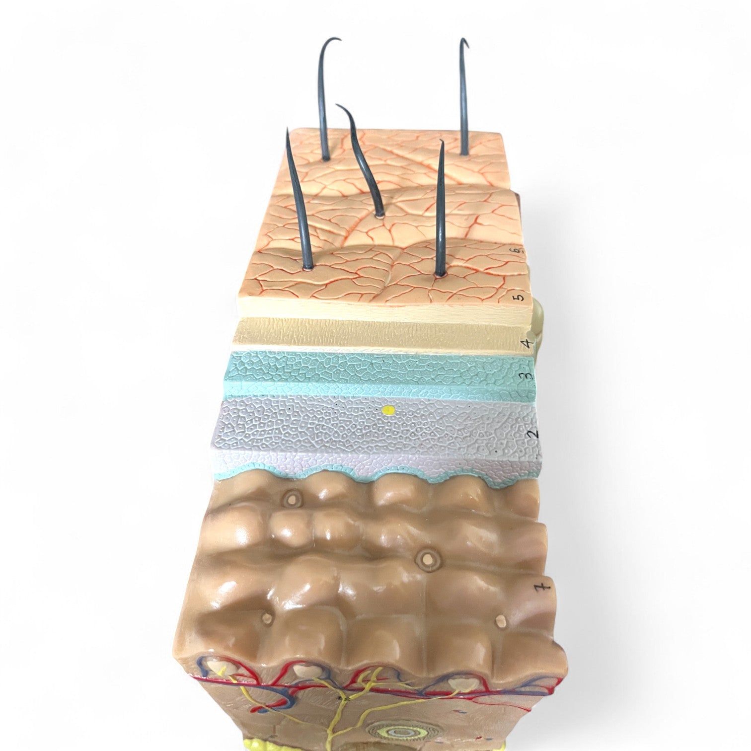 Hudens lag, 70x forstørrelse, anatomisk model