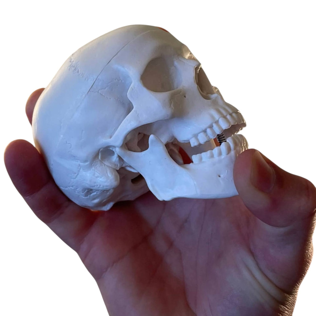 Skull, miniature, anatomical model in plastic