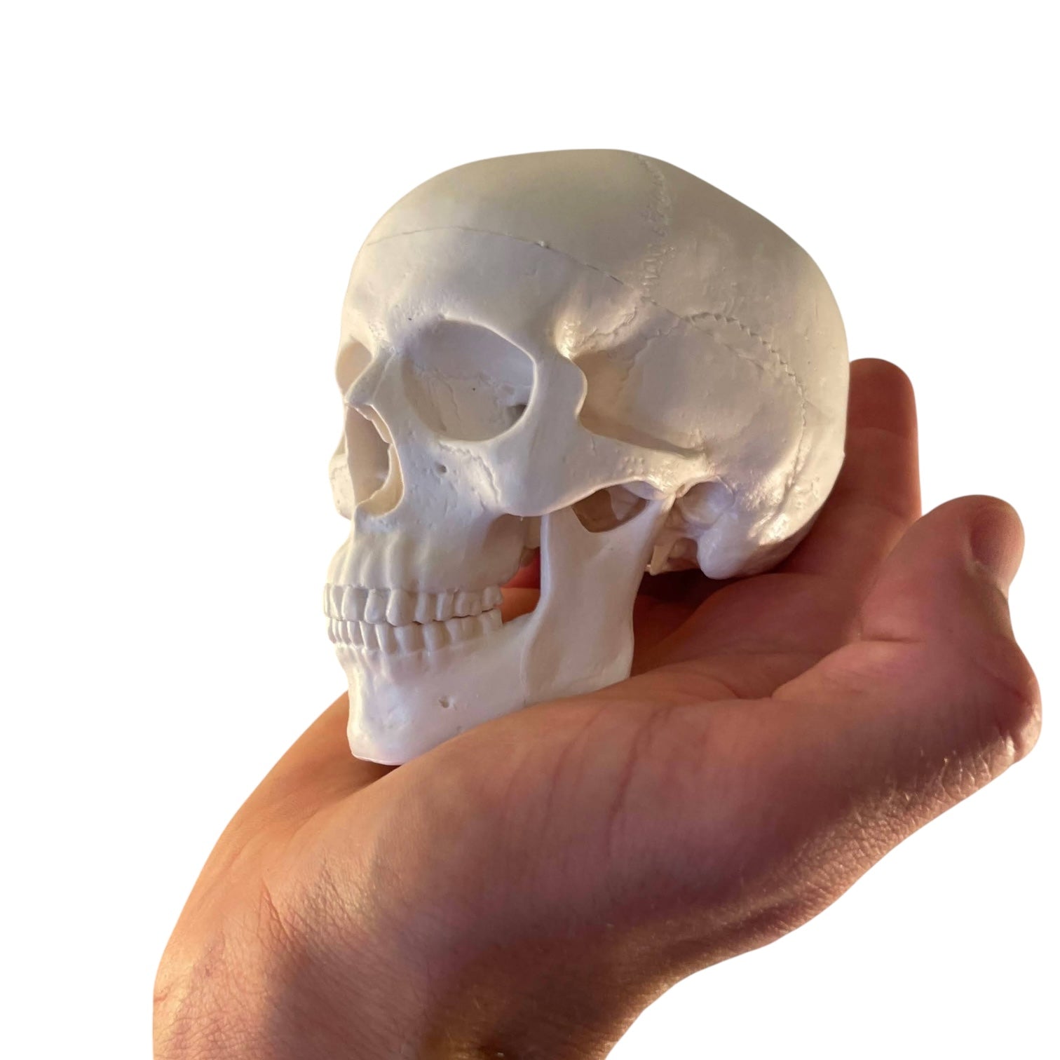 Kranie, miniature, anatomisk model i plastik