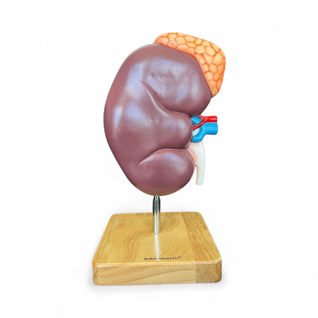 Kidney, enlarged with overview, anatomical model