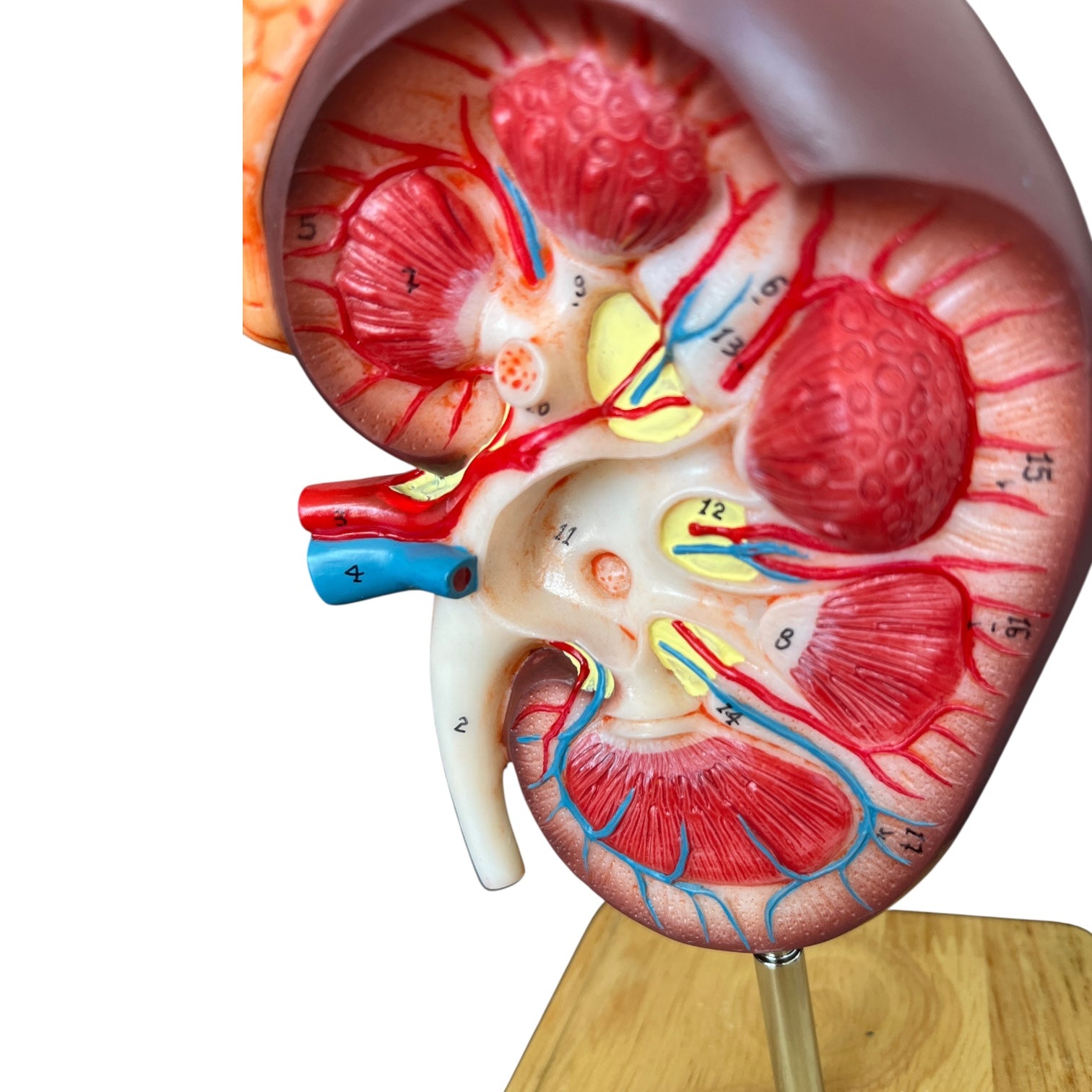 Kidney, enlarged with overview, anatomical model