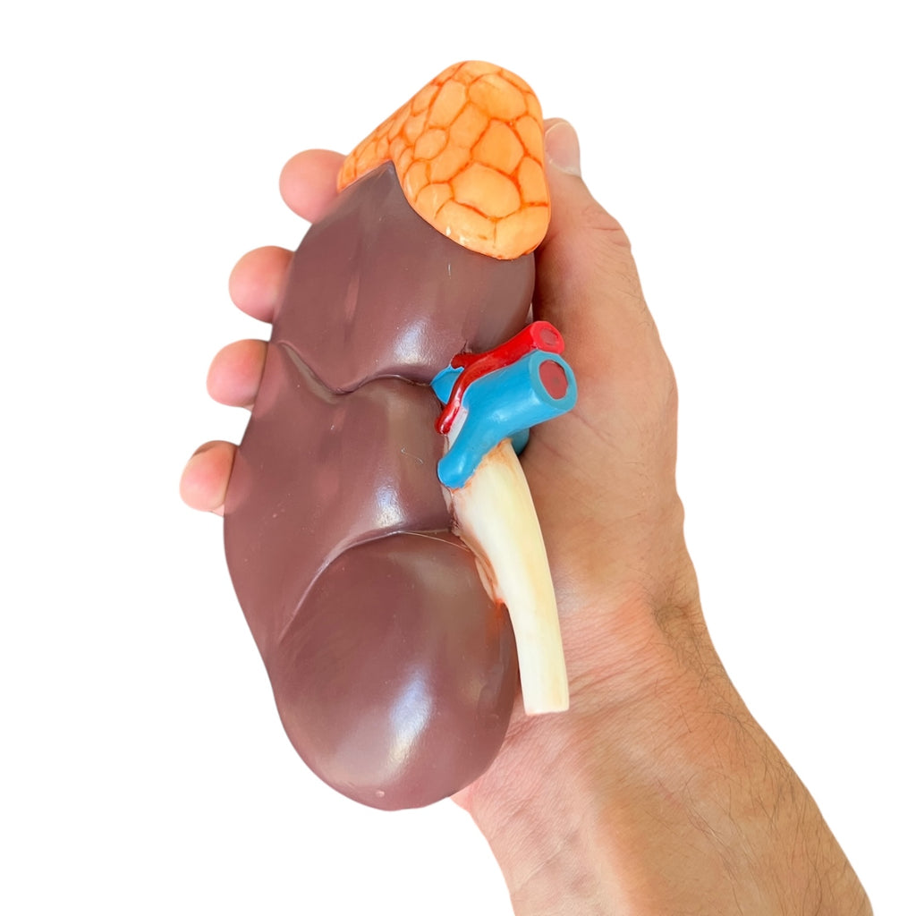 Kidney, enlarged with overview, anatomical model