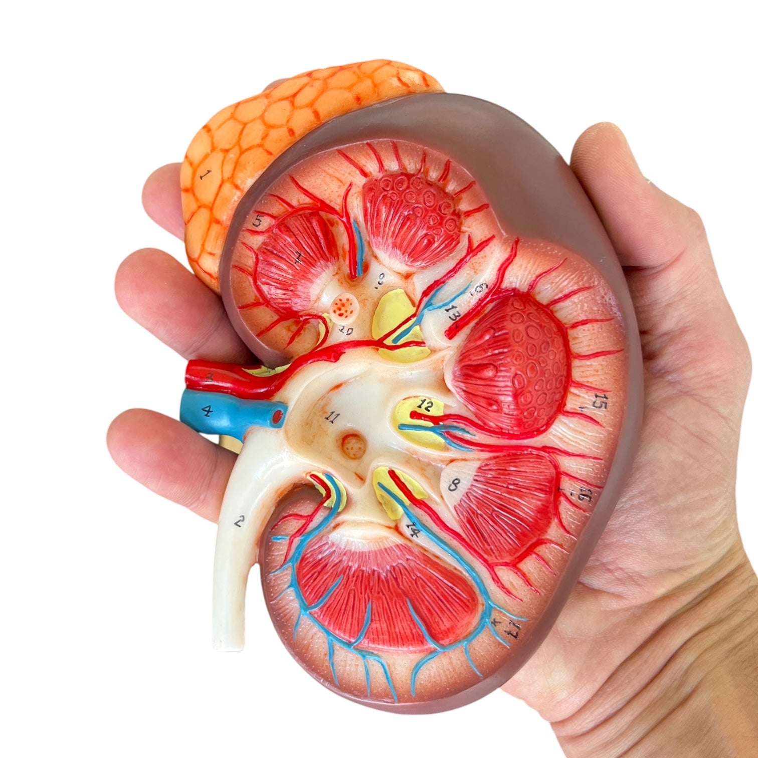 Kidney, enlarged with overview, anatomical model