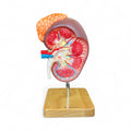 Nyre, forstørret m. oversigt, anatomisk model