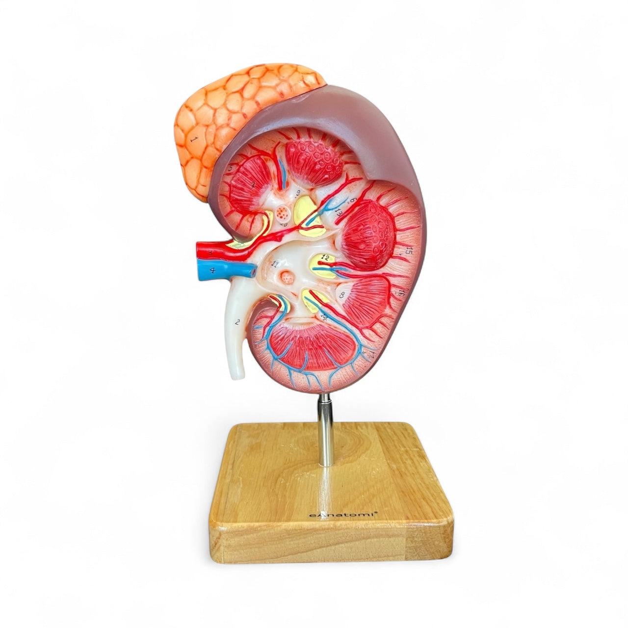 Kidney, enlarged with overview, anatomical model