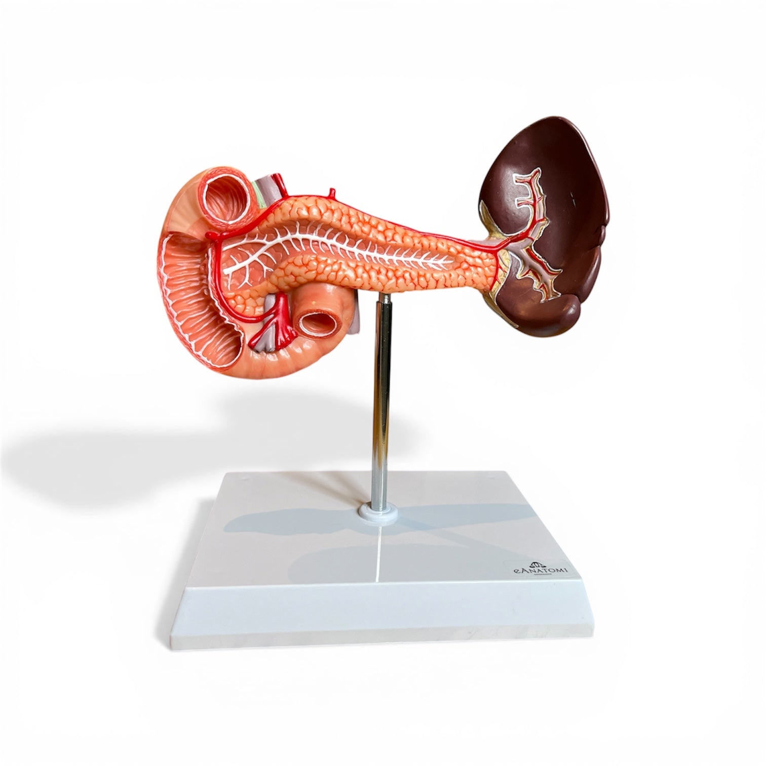 Model of pancreas with spleen and part of the intestine