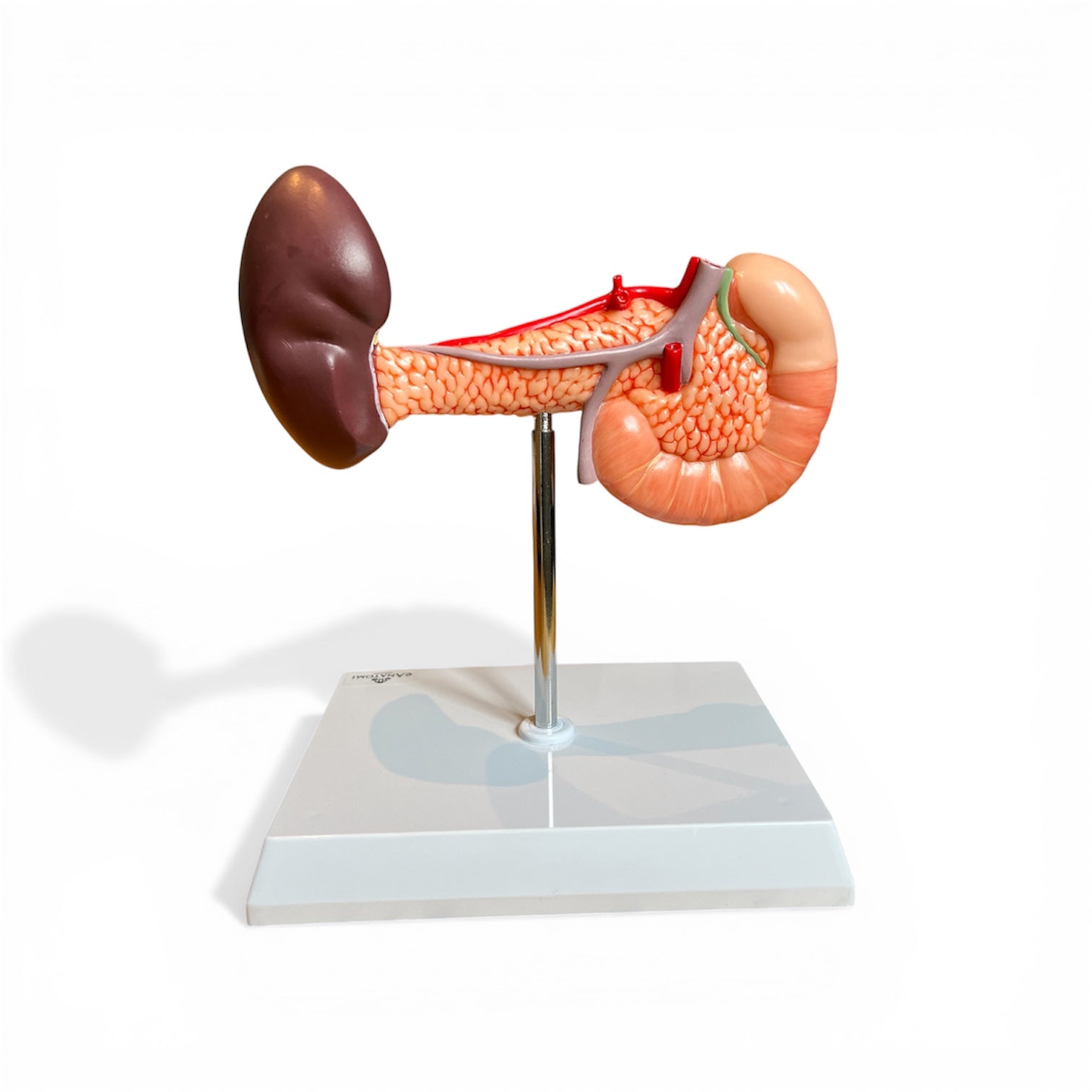 Model of pancreas with spleen and part of the intestine