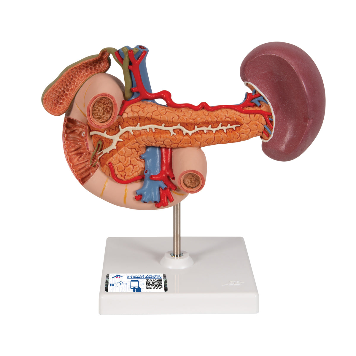 Spleen, pancreas, and small intestine