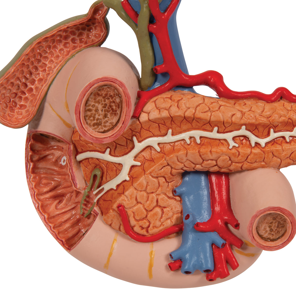 Spleen, pancreas, and small intestine